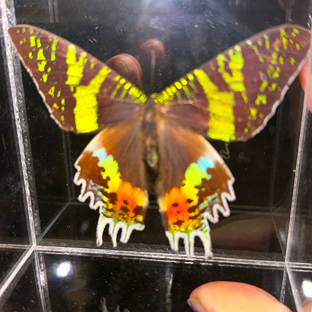 Madagascan Sunset Moth